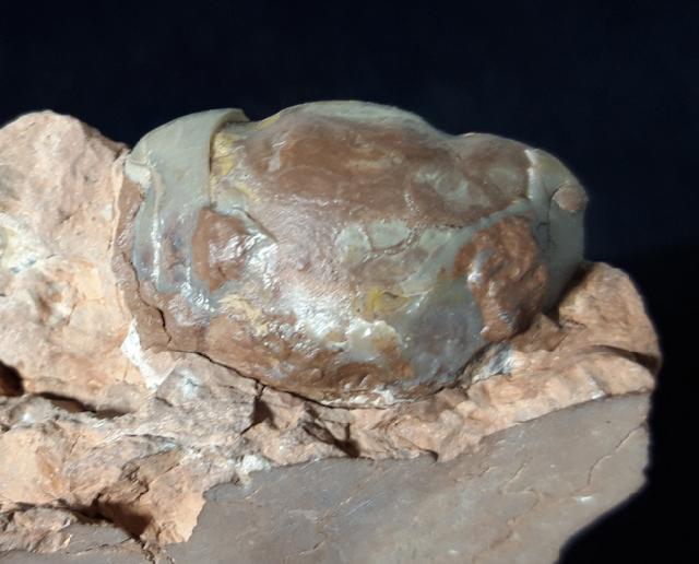 Illaenus sarsi JAANUSSON 1954 - Bild © FossNet FossilienStore